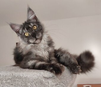 Maine coon, nainska myvalia s PP - 8