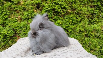 Zakrslý králík, králíček -(TEDDY)-OLINA A OLAF - 8