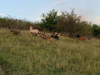 Kozy kozly Kamerunská - 8