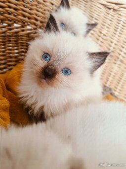 Koťátka Ragdoll bez PP - 8