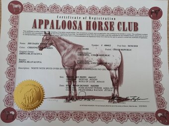 Appaloosa - 8