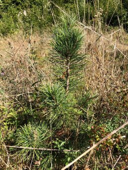 Sibiřský Cedr / Pinus Sibirica - 8