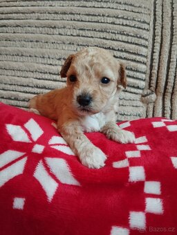 Maltipoo - 8