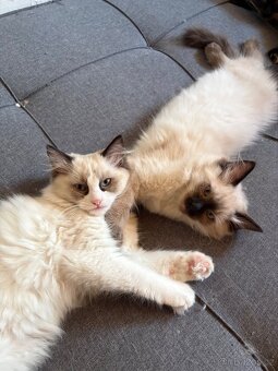 Koťátka Ragdoll - 8