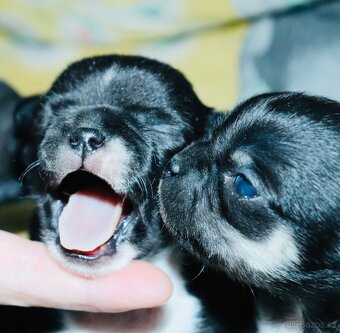 Čivava s PP k rezervaci - 8