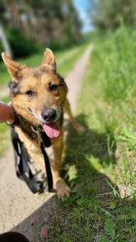 MAXÍČEK K ADOPCI - zlatíčko hledá svoji spřízněnou duši - 8