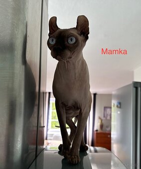 Prodám koťata Sphynx-Elf, Elf-Strike - 8