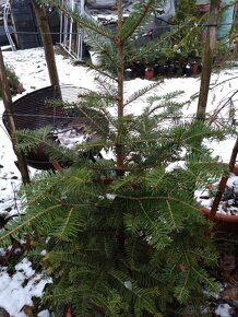 Jedlička a smrček pro Vás  stromeček Natur ze zahrádky - 8