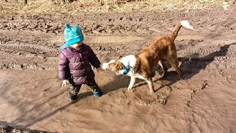 Border kolie kryti - 8