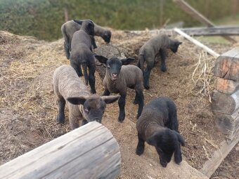 Zadám jehňata suffolk - 8