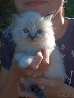 Ragdoll koťátka bez pp - 8