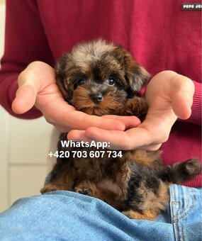 štěňátko maltipoo v černo-hnědé barvě Fenka - 8