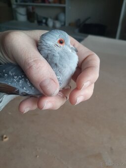 Holoubek diamantovy.. - 8