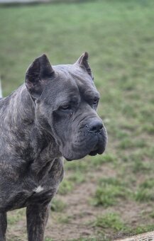 Cane Corso s PP - 8