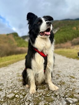 Border kolie ke krytí - 8