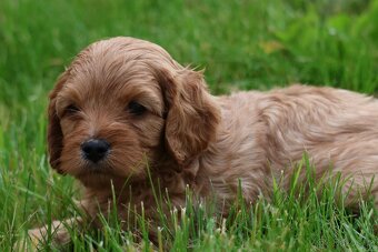 Cavapoo štěňátka - 8