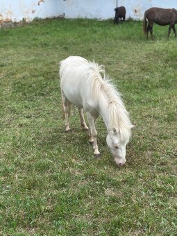 Minihorse klisna 3v1 - 8