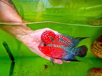 Flowerhorn Super red Dragon. - 8