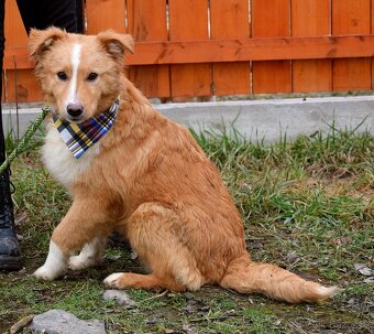 GOLDY K ADOPCI - HRAVÉ, POSEDNÉ, MILÉ ŠTĚNĚ - 8