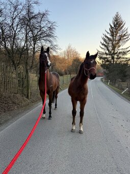 Na prodej – kobylka českého teplokrevníka - 8
