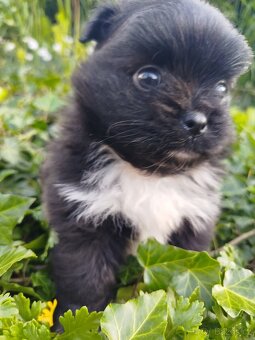 Pomeranian - 8