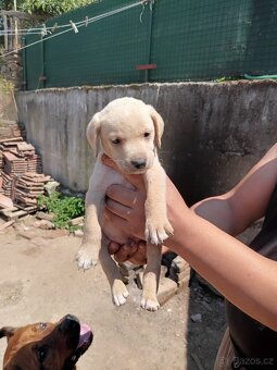 Štěňátka Labrador - 8