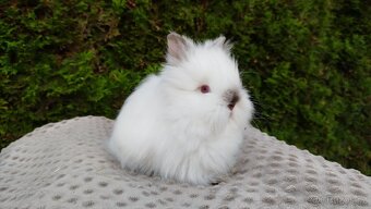 Zakrslý beránek, králíček, králík- ONDŘEJ A OLAF - 8