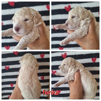 Lagotto romagnolo - štěňata s PP - 8