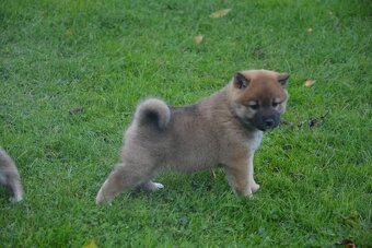 Shiba inu s průkazem původu - 8
