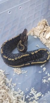 Krajta královská - 8