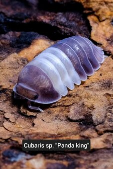 Stínky - isopody - 8