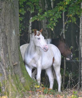 Hřebeček APH 2025 - 8