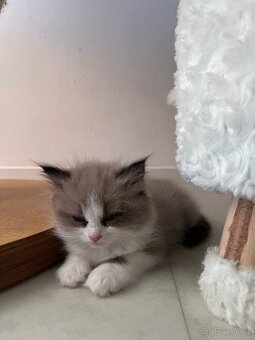 Koťata Ragdoll s PP - 8