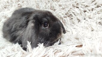 Zakrslý beránek, králíček, králík-BRUNO - 8