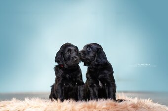 Přijímáme rezervace na štěňátka Flat coated retriever s PP - 8