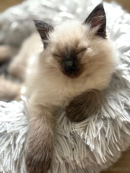 Luxusní ragdoll kocourek k odběru - 8