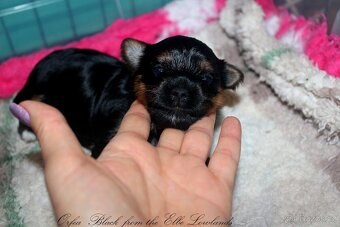 biewer terier s PP / jorksírský terier s PP - 8