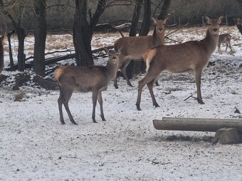 Hospodářská zvířata - 8