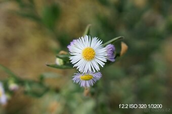 Carl Zeiss 24mm f/1.8 pro Sony E (APS-C) - 8