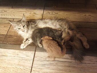 Mainská mývalí - 8