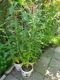 Motýlí keř, komule Davidova - 8