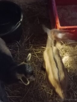 Kamerunská kůzlata - 8