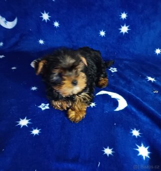 Jorkšírský teriér bez PP - 8