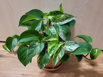 Pokojovky (Epipremnum, Hoya, Ludisia, Monstera, Orchidej) - 8