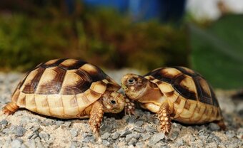 Suchozemské želvy a terária - předvánoční rozvoz po celé ČR - 8