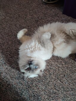 Ragdoll koťátka - 8