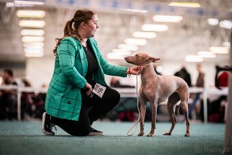 Peruansky naháč s PP - 8