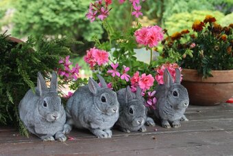 Zakrslý činčilový rex s rodokmenem - 8