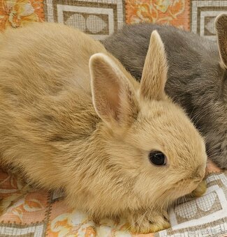 Zakrslý králíček - 8