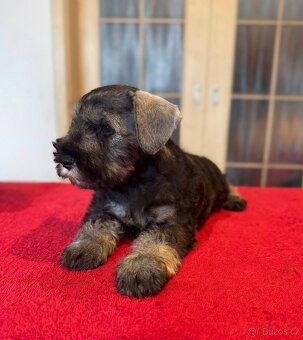 Knírač malý pepř a sůl - 8